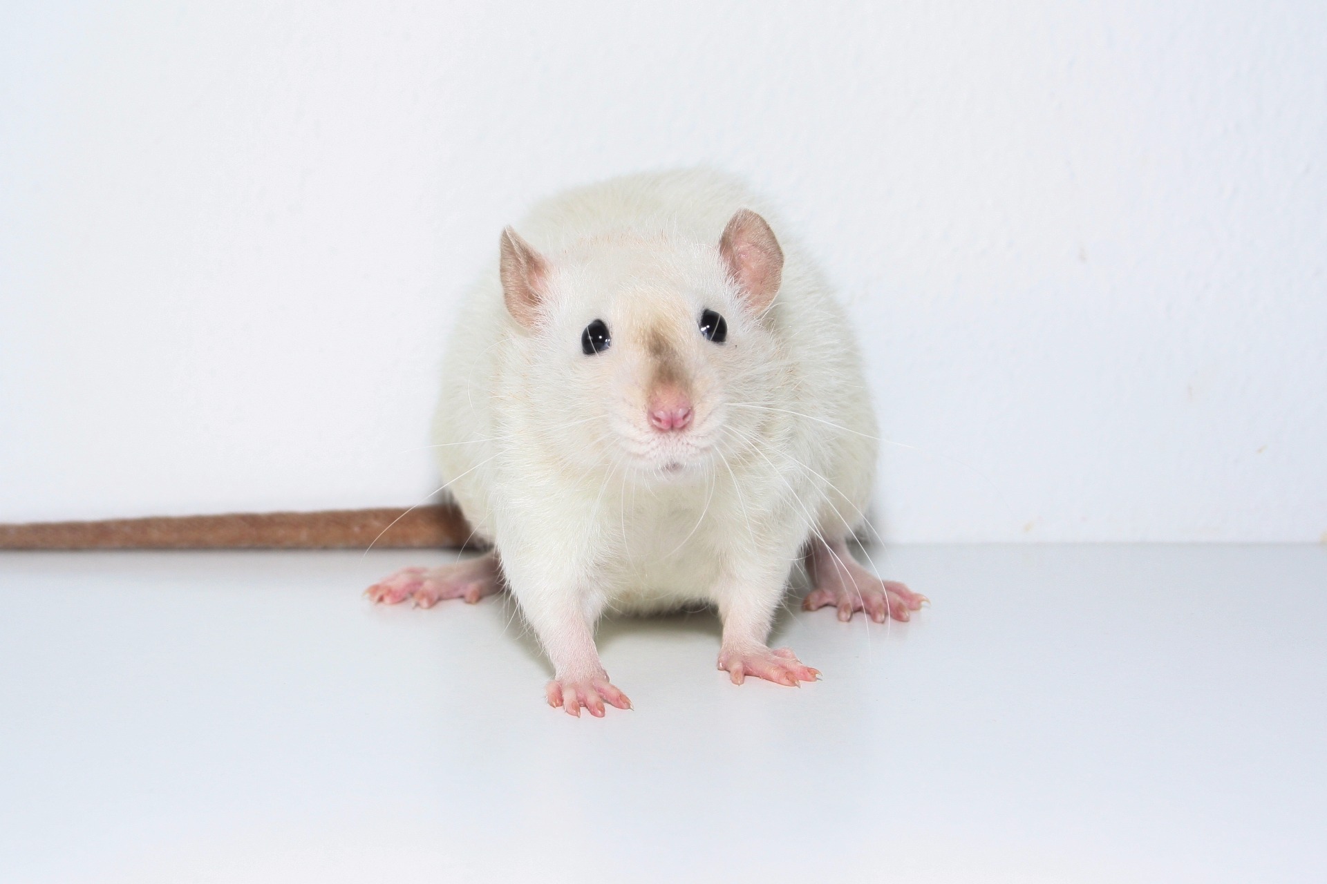 Atria El Fuego (Standard, velveteen,Black eyed himalayn agouti point) 